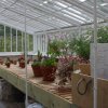 LlanerchaeronGreenhouse4